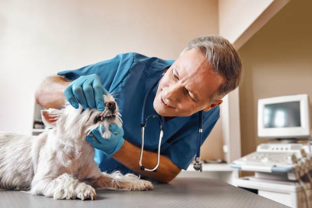 Best Emergency X-Rays and Diagnostics in West Middlesex, PA